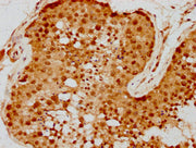 IHC image of CSB-PA019805LA01HU diluted at 1:300 and staining in paraffin-embedded human testis tissue performed on a Leica BondTM system. After dewaxing and hydration, antigen retrieval was mediated by high pressure in a citrate buffer (pH 6.0)....