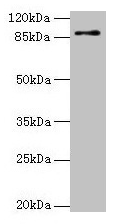 Western blot All lanes: RNF10 antibody at 4µg/ml + Mouse brain tissue Secondary Goat polyclonal to rabbit IgG at 1/10000 dilution Predicted band size: 90, 91 kDa Observed band size: 90 kDa