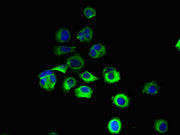 Immunofluorescent analysis of MCF-7 cells using CSB-PA019815LA01HU at dilution of 1:100 and Alexa Fluor 488-congugated AffiniPure Goat Anti-Rabbit IgG(H+L)
