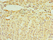 Immunohistochemistry of paraffin-embedded human adrenal gland tissue using CSB-PA019872ESR2HU at dilution of 1:100