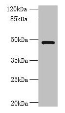 Western blot All lanes: RNF26 antibody at 6µg/ml + 293T whole cell lysate Secondary Goat polyclonal to rabbit IgG at 1/10000 dilution Predicted band size: 48 kDa Observed band size: 48 kDa