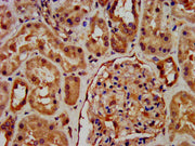 IHC image of CSB-PA019897DA01HU diluted at 1:600 and staining in paraffin-embedded human kidney tissue performed on a Leica BondTM system. After dewaxing and hydration, antigen retrieval was mediated by high pressure in a citrate buffer (pH 6.0)....