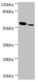 Western blot All lanes: RNF8 antibody at 11µg/ml Lane 1: Hela whole cell lysate Lane 2: 293T whole cell lysate Secondary Goat polyclonal to rabbit IgG at 1/10000 dilution Predicted band size: 56, 11, 51 kDa Observed band size: 56 kDa