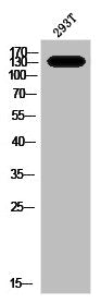 Western Blot analysis of 293T cells using Phospho-MYPT1 (T853) Polyclonal Antibody