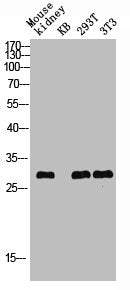 Western blot analysis of Mouse-kidney KB 293T 3T3 lysis using Phospho-ATF-1 (S63) antibody.