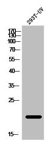 Western Blot analysis of 293T-UV cells using ATF-3 Polyclonal Antibody
