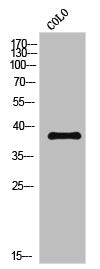 Western Blot analysis of CoLo cells using Phospho-CREB-2 (S219) Polyclonal Antibody