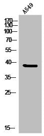 Western Blot analysis of A549 cells using CREB-2 Polyclonal Antibody