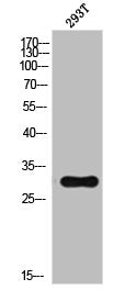 Western Blot analysis of 293T cells using NDUFS3 Polyclonal Antibody