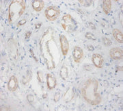 Immunohistochemistry of paraffin-embedded human kidney tissue using CSB-PA02005A0Rb at dilution of 1:100
