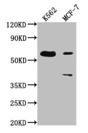 Western Blot Positive WB detected in: K562 whole cell lysate, MCF-7 whole cell lysate All lanes: PTBP3 antibody at 1:2000 Secondary Goat polyclonal to rabbit IgG at 1/50000 dilution Predicted band size: 60, 57, 61, 50 kDa Observed band size: 60 kDa