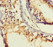 Immunohistochemistry of paraffin-embedded human testis tissue using CSB-PA020065EA01HU at dilution of 1:100