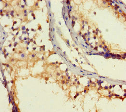 Immunohistochemistry of paraffin-embedded human testis tissue using CSB-PA020065EA01HU at dilution of 1:100