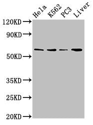 Western Blot Positive WB detected in: Hela whole cell lysate, K562 whole cell lysate, PC-3 whole cell lysate, Mouse liver tissue All lanes: RORA antibody at 2.7ug/ml Secondary Goat polyclonal to rabbit IgG at 1/50000 dilution Predicted band size:...