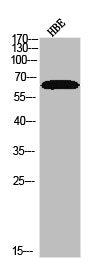Western blot analysis of HBE using p-NF2 (S10) antibody.