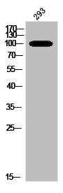 Western Blot analysis of 293 cells using Phospho-NFκB-p105/p50 (S337) Polyclonal Antibody