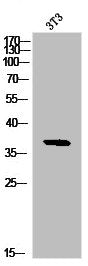 Western Blot analysis of NIH-3T3 cells using IκB-β Polyclonal Antibody