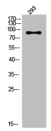 Western Blot analysis of 293 cells using Phospho-IRP-1 (S711) Polyclonal Antibody