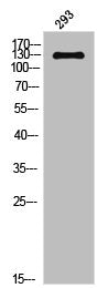 Western Blot analysis of 293 cells using Phospho-NOS3 (T494) Polyclonal Antibody