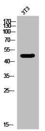 Western Blot analysis of 3T3 cells using NPY1-R Polyclonal Antibody