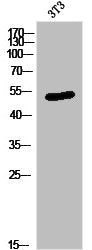 Western Blot analysis of 3T3 cells using NRF-1 Polyclonal Antibody