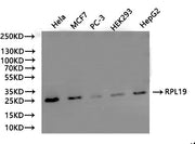 Western Blot Positive WB detected in: Hela whole cell lysate(20µg), MCF7 whole cell lysate(20µg), PC-3 whole cell lysate(20µg), HEK293 whole cell lysate(20µg), HepG2 whole cell lysate(20µg) All lanes: RPL19 antibody at 1:500 Secondary Goat polyclo...