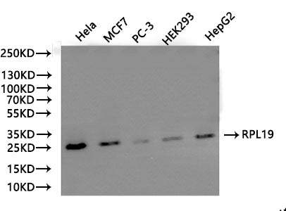 Western Blot Positive WB detected in: Hela whole cell lysate(20µg), MCF7 whole cell lysate(20µg), PC-3 whole cell lysate(20µg), HEK293 whole cell lysate(20µg), HepG2 whole cell lysate(20µg) All lanes: RPL19 antibody at 1:500 Secondary Goat polyclo...
