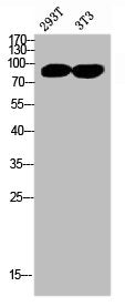 Western Blot analysis of 293T NIH-3T3 cells using Trk A Polyclonal Antibody