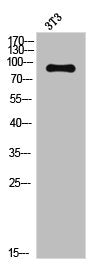 Western Blot analysis of NIH/3T3 cells using Trk B Polyclonal Antibody
