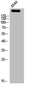 Western Blot analysis of A549 cells using NuMA Polyclonal Antibody
