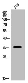 Western Blot analysis of 3T3 cells using DOR-1 Polyclonal Antibody