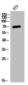 Western Blot analysis of 3T3 cells using PABP3 Polyclonal Antibody