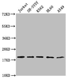 Western Blot Positive WB detected in: Jurkat whole cell lysate, SH-SY5Y whole cell lysate, K562 whole cell lysate, HL-60 whole cell lysate, A549 whole cell lysate All lanes: RPL24 antibody at 1:2000 Secondary Goat polyclonal to rabbit IgG at 1/500...