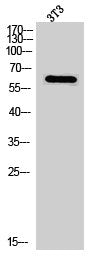 Western Blot analysis of 3T3 cells using PAKα Polyclonal Antibody
