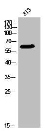 Western Blot analysis of 3T3 cells using PAKα/β/γ Polyclonal Antibody