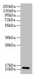 Western blot All lanes: RPL30 antibody at 2µg/ml + A549 whole cell lysate Secondary Goat polyclonal to rabbit lgG at 1/15000 dilution Predicted band size: 13 kDa Observed band size: 13 kDa