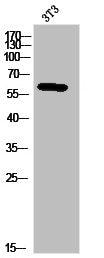 Western Blot analysis of 3T3 cells using PAKγ Polyclonal Antibody