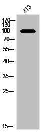 Western Blot analysis of 3T3 cells using NGEP Polyclonal Antibody