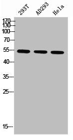 Western blot analysis of 293T AD293 Hela using p-Parkin (S131) antibody.