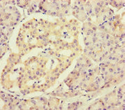 Immunohistochemistry of paraffin-embedded human pancreatic tissue using CSB-PA020243LA01HU at dilution of 1:100