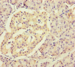 Immunohistochemistry of paraffin-embedded human pancreatic tissue using CSB-PA020243LA01HU at dilution of 1:100