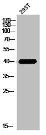 Western Blot analysis of 293T cells using DHHC-9 Polyclonal Antibody
