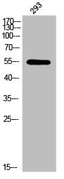 Western Blot analysis of 293 cells using Phospho-LEF-1 (S42) Polyclonal Antibody