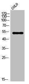 Western Blot analysis of COLO cells using VRK3 Polyclonal Antibody