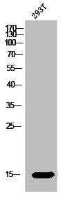 Western Blot analysis of 293T cells using MRP-L51 Polyclonal Antibody