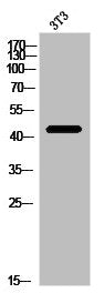 Western Blot analysis of 3T3 cells using PIPOX Polyclonal Antibody