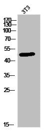 Western Blot analysis of 3T3 cells using PLA1A Polyclonal Antibody