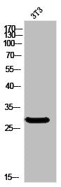Western Blot analysis of 3T3 cells using ATP5F1 Polyclonal Antibody
