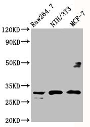 Western Blot Positive WB detected in: RAW264.7 whole cell lysate, NIH/3T3 whole cell lysate, MCF-7 whole cell lysate All lanes: RPL7A antibody at 5µg/ml Secondary Goat polyclonal to rabbit IgG at 1/50000 dilution Predicted band size: 30 kDa Observ...