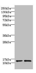 Western blot All lanes: RPP14 antibody at 6µg/ml Lane 1: Hela whole cell lysate Lane 2: MCF-7 whole cell lysate Secondary Goat polyclonal to rabbit IgG at 1/10000 dilution Predicted band size: 14 kDa Observed band size: 14 kDa